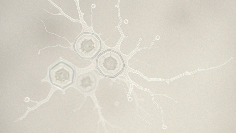Jak osteoblasty produkują składniki organiczne?