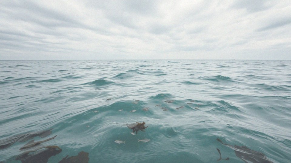 Co jedzą delfiny w swoim naturalnym środowisku?