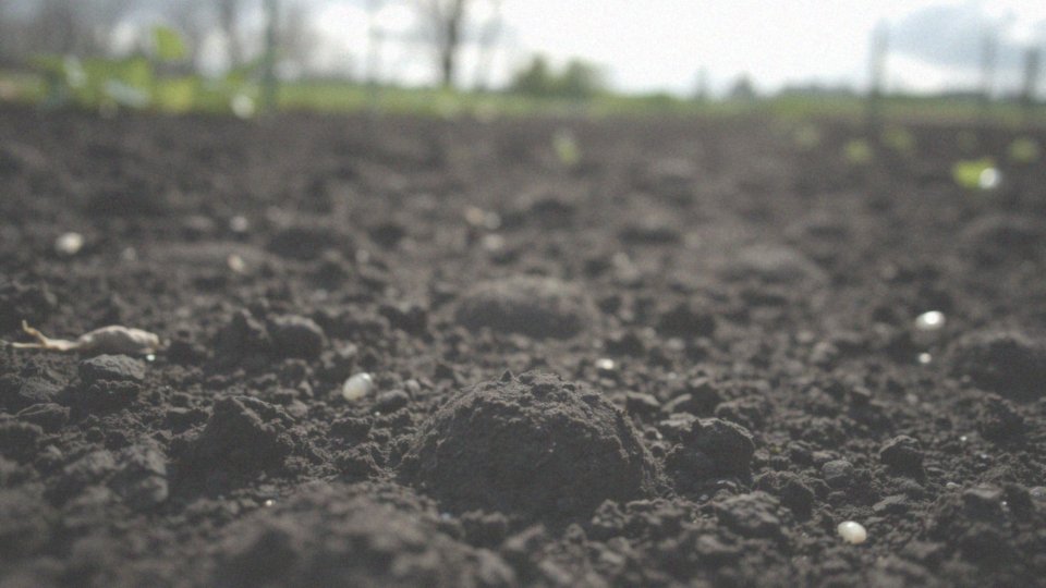Jak siać ogórki do gruntu? Wskazówki i porady dotyczące uprawy
